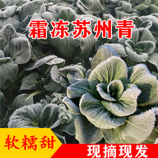 苏北农家露天霜冻青菜新鲜绿叶菜苏州青香糯软甜孕妇特色时令蔬菜