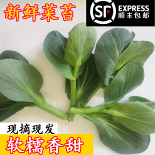 顺丰 苏北霜冻青菜苔露天青菜芯农家新鲜蔬菜青菜头现摘现发 包邮