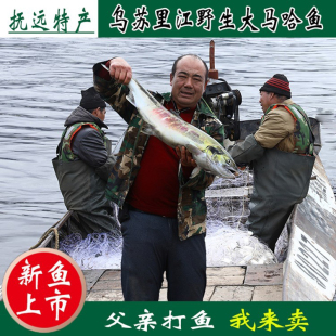 大马哈鱼黑龙江特产抚远洄游新鲜速冻马哈东北整条冷冻大鱼淡水鱼
