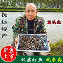 老头鱼黑龙江特产淡水鱼大头鱼东北自然生长新鲜山胖头食用小杂鱼
