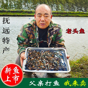 老头鱼黑龙江特产淡水鱼大头鱼东北自然生长新鲜山胖头食用小杂鱼