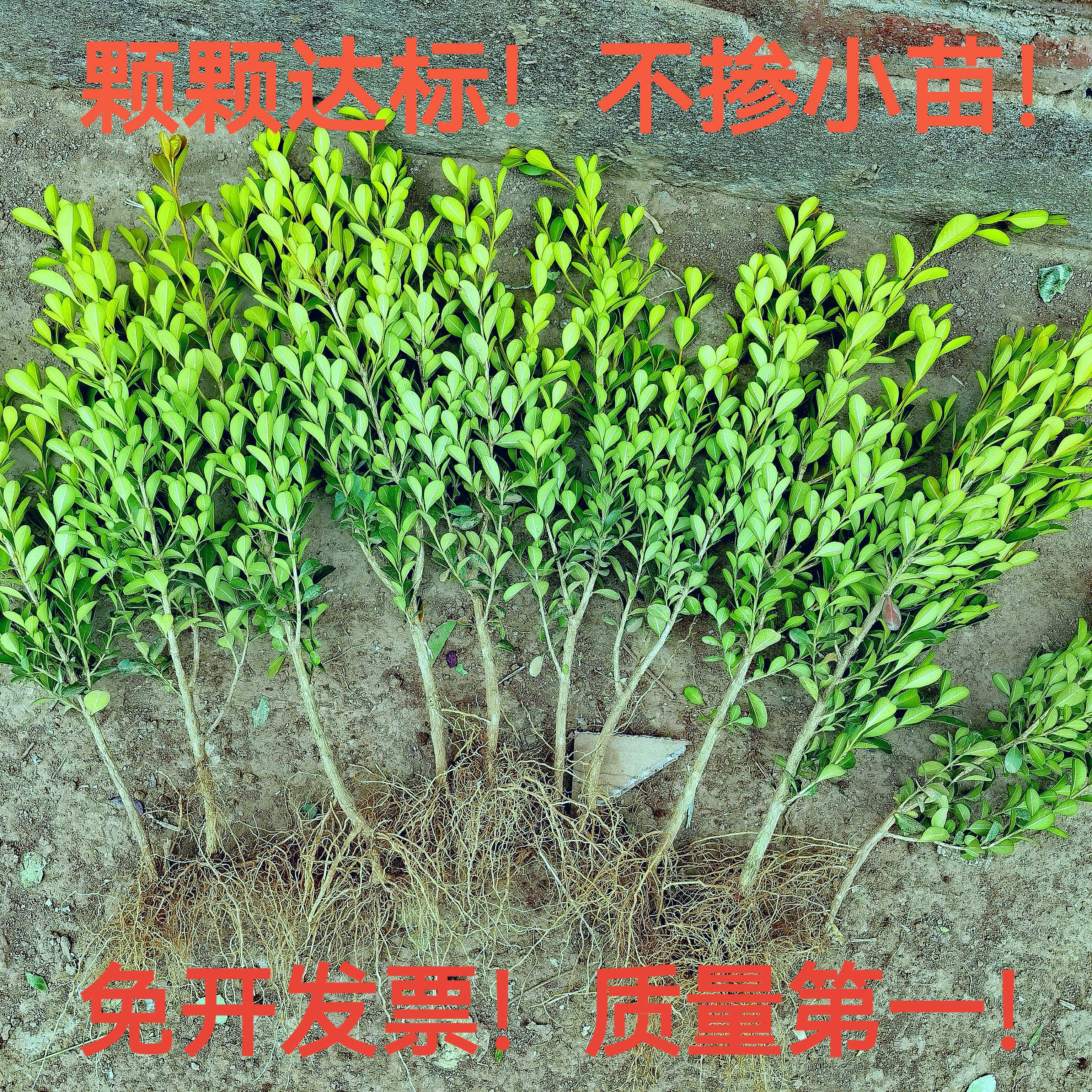 小叶瓜子黄杨庭院花坛四季常青树