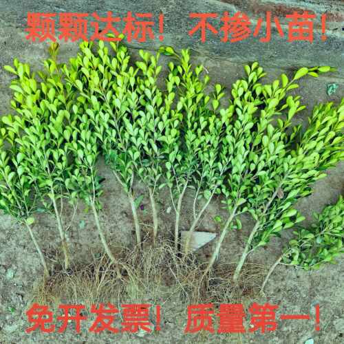 小叶瓜子黄杨庭院花坛四季常青树