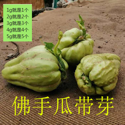 佛手瓜老瓜带芽发货新鲜佛手瓜