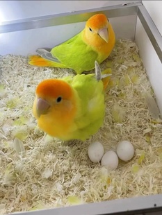 手养牡丹鹦鹉活体金头澳闪牡丹鹦鹉金面澳桂牡丹鹦鹉会说话活鸟