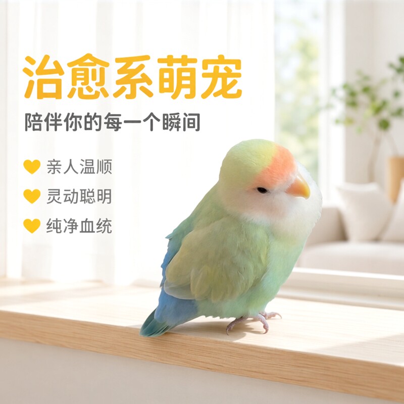手养亲人鹦鹉活鸟活物牡丹鹦鹉鸟类会学说话的小鸟宠物鹦鹉手养鸟