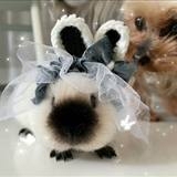 加州荷兰猪已打疫苗英短卷毛逆毛豚鼠天竺鼠兔子活体荷兰猪随机发