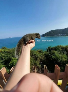 人工养殖松宠物鼠幼儿成体宠物活物网宠物异宠包活好养玩偶花栗鼠