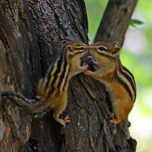 金松花鼠幼儿小宠物活物花鼠栗儿童小宠物网红好养认主亲人包活