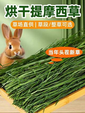 提摩西草荷兰猪兔子专用归乡提莫干草龙猫豚鼠磨牙饲料半烘干提草