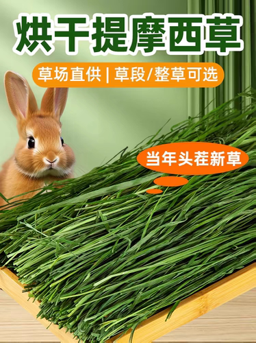 提摩西草提摩西草新鲜烘干多叶