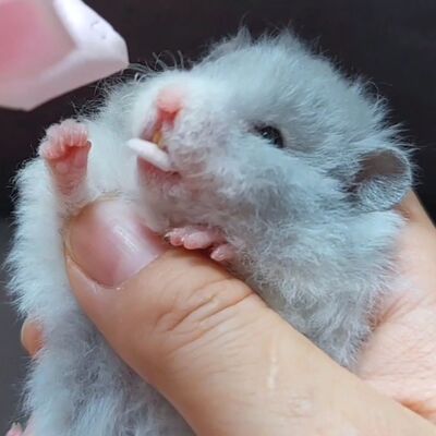 稀有色蓝毛波利蓝毛熊卷毛波利巨型仓鼠金丝熊活体金丝熊