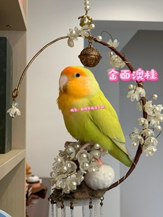 阳台玩家手养亲人牡丹鹦鹉半毛断奶合法牡丹鹦鹉爱情鸟会说话的鸟