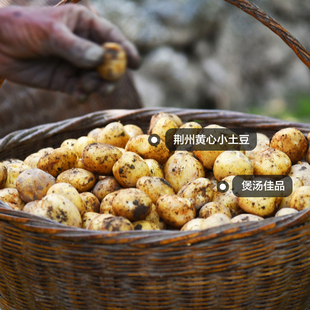 湖北非恩施高山小土豆荆州自现挖黄心土豆带泥洋芋果子马铃薯皮薄