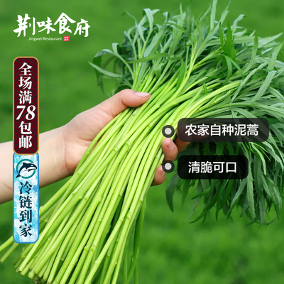 泥蒿藜蒿野菜现摘现卖