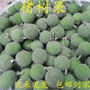 2025年楮实 构树果 野生现采现发 新鲜 构树果