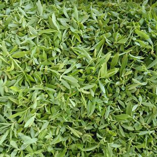 野生新鲜柳芽柳絮芽柳芽新鲜当天现摘柳芽柳絮年夜菜新年特色菜