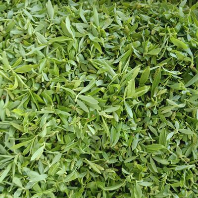 野生新鲜柳芽柳絮芽柳芽新鲜当天现摘柳芽柳絮年夜菜新年特色菜