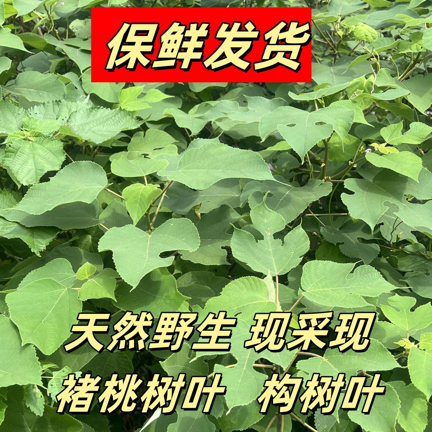 中药材野生新鲜构树叶楮桃叶新货褚桃叶干楮树叶谷树叶新鲜桃树叶