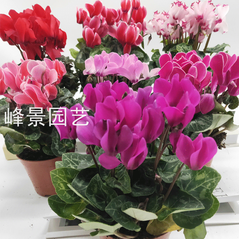 峰景园艺仙客来花卉室内冬季