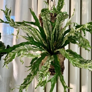 花叶白锦鸟巢蕨进口稀有蕨类绿植白月光锦办公室内观叶喜阴好养活