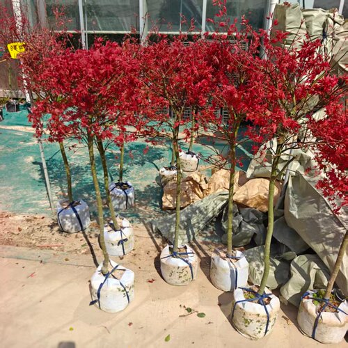 红枫盆景枫叶红冬季景观植物