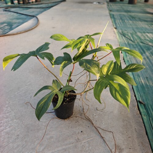 飞机蔓绿绒盆栽爬藤耐阴室内植物ins风客厅书房绿植好养净化空气