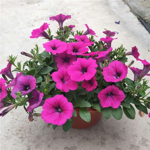 观花植物矮牵牛冬季室外耐寒
