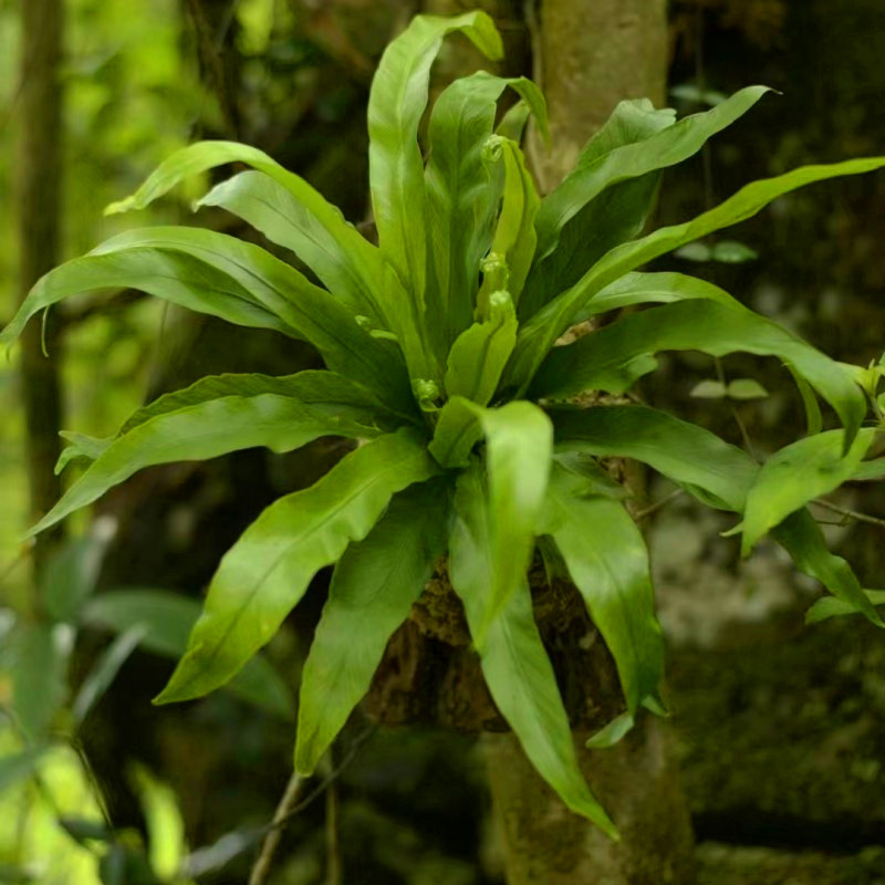 进口新品维纳斯蕨耐寒热能过冬的蕨类植物盆栽内室吸甲醛净化空气