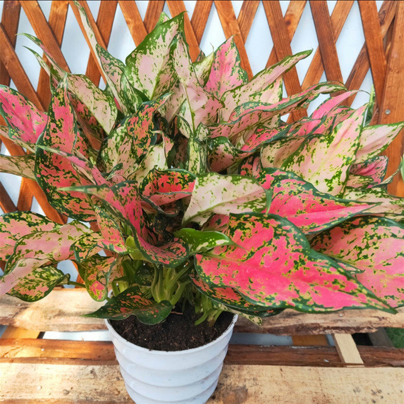 天使白象竹芋万年红盆栽办公室内桌面观叶绿植吸甲醛防辐射好养护