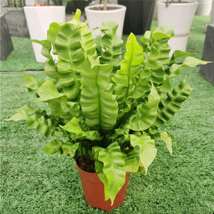 火焰鸟巢蕨盆栽超大室内喜阴植物好养活防辐射观叶花卉净化空气机