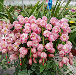 大花蕙兰盆栽红袍花期长不易凋谢冬季耐寒植物年宵花喜庆办公室内