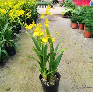 文心兰泼墨石斛兰盆栽带花日本白泼墨春秋石斛兰墨兰室内净化空气