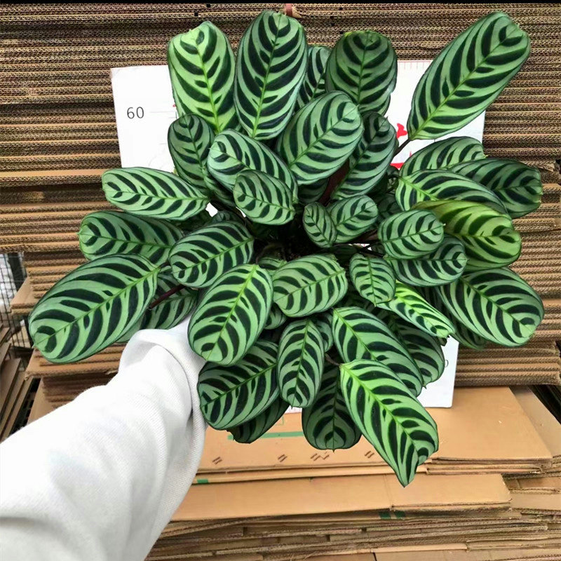 新马克思竹芋盆栽办公室内观叶绿植阳台好养净化空气会议桌面迎宾