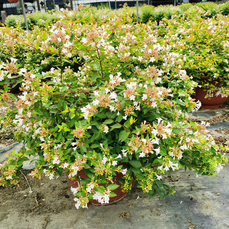 四季植物六道木室外阳台绿化庭园