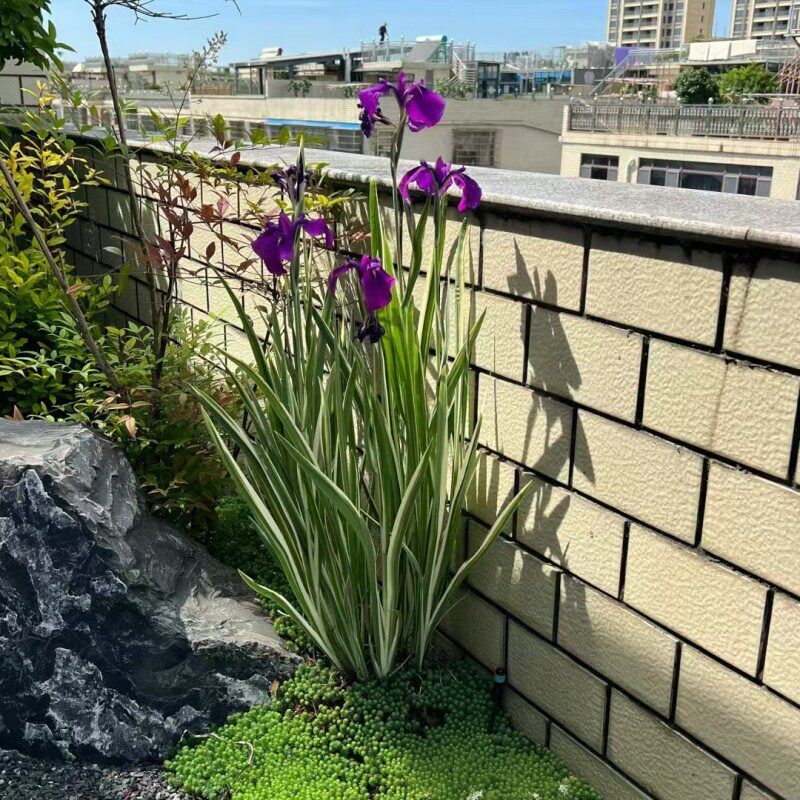 花叶玉蝉花德国鸢尾球根花苗多年生室外庭院地被别墅造景四季好养