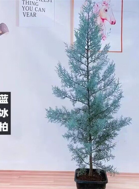 蓝冰柏盆栽蓝色波多互尔花柏低维护高颜值彩叶植物耐寒耐旱网红树