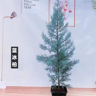 蓝冰柏盆栽蓝色波多互尔花柏低维护高颜值彩叶植物耐寒耐旱网红树
