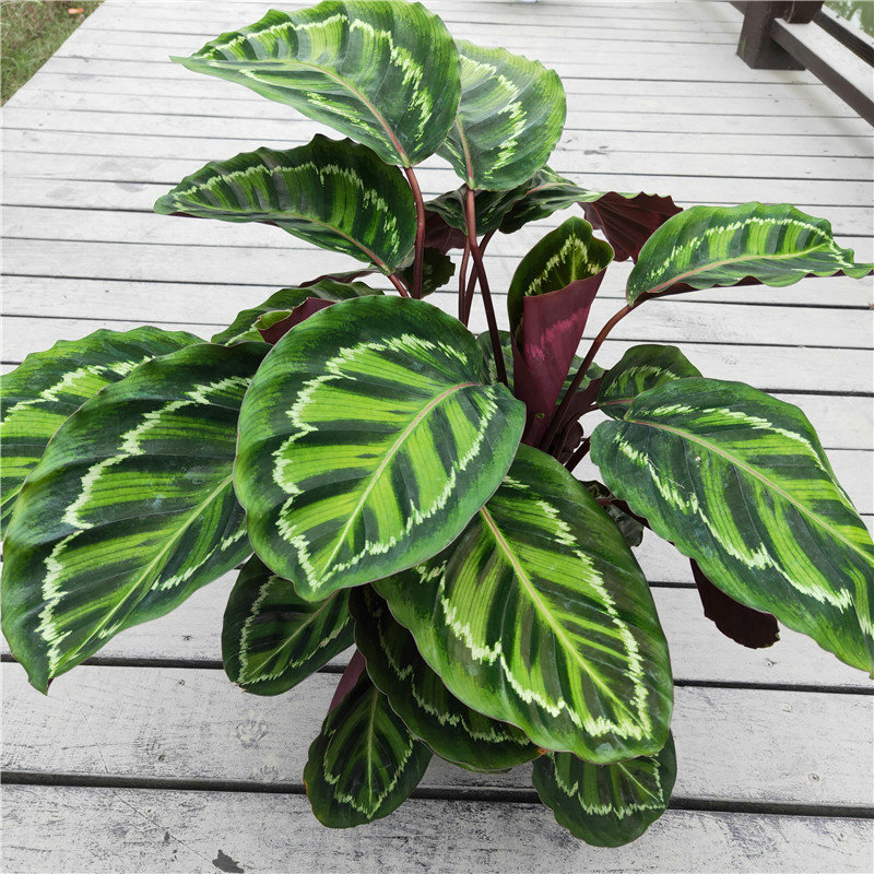 美丽彩虹竹芋盆栽客厅书房观叶喜阴植物室内吸甲醛净化空气好养活