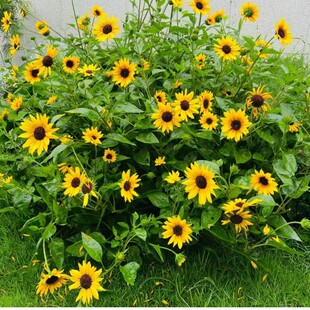 光辉岁月向日葵盆栽花期长多年生植物庭院阳台四季多花期露天养