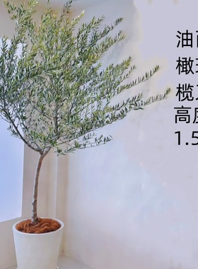 庭院主树西班牙油橄榄原进口叶片枝条自带银灰色耐旱好养易活