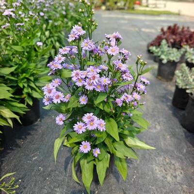 小卡罗菊花盆栽耐寒好养四季观花