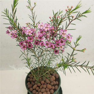 澳洲腊梅盆栽花室内阳台庭院花园植物好养秋冬耐寒多年生木本带花