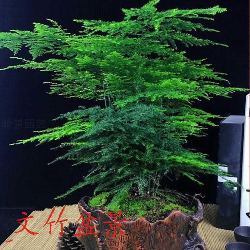 包邮文竹盆栽植物室内吸甲醛净化空气办公桌面景观叶绿植四季常青,鲜花速递/花卉仿真/绿植园艺,绿植,淘宝优惠券,粉丝福利购,淘宝优惠卷