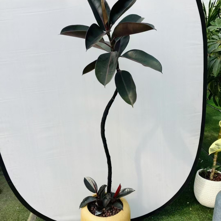 造型盆景鸭脚木橡皮树千年木龙血树大型盆栽办公客厅网红观叶绿植,鲜花速递/花卉仿真/绿植园艺,绿植,淘宝优惠券,粉丝福利购,淘宝优惠卷