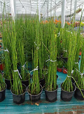 多年生花园地被花境植物绿化园林