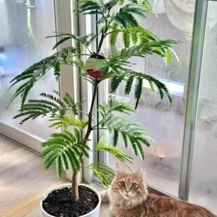 密叶猴耳环盆栽会睡觉的治愈树室内耐阴大型绿植四季常绿羽毛叶片