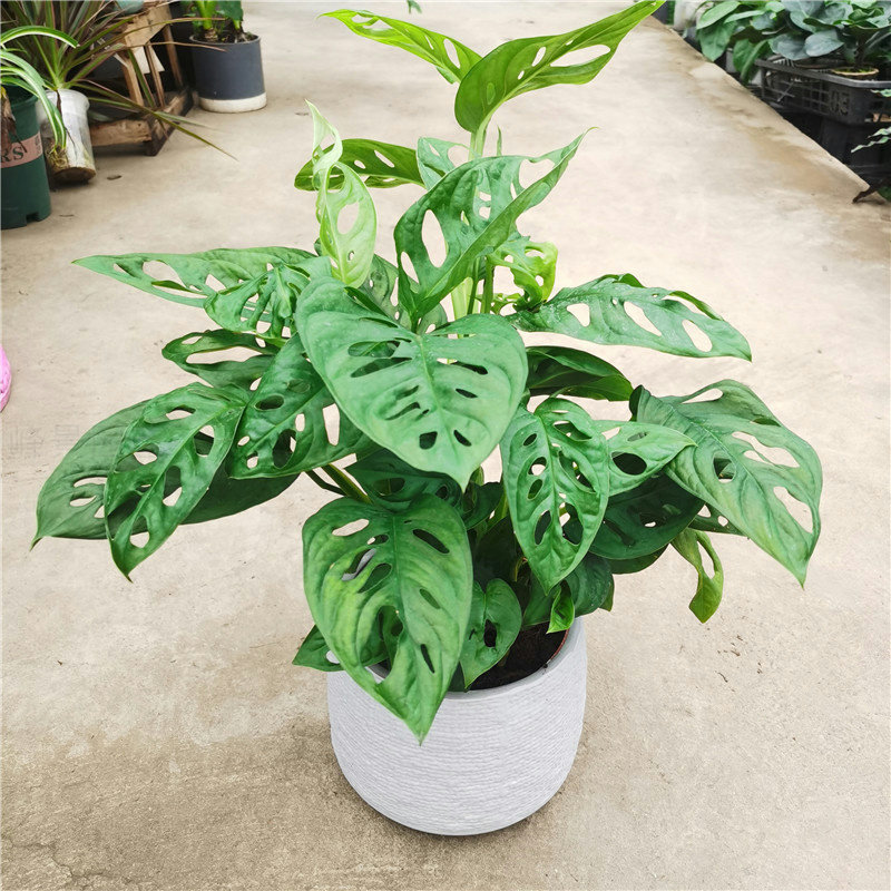 仙洞竹芋盆栽苗办公室内好养绿植吸甲醛净化空气观叶植物四季常青