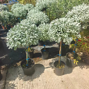 芙蓉菊室外绿植花卉耐阴阳台庭院观叶植物月季银叶菊银香菊盆栽