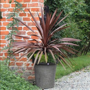 朱蕉草细叶麦冬蜜糖草大花麻叶泽兰园林观赏绿植工程装饰多年生宿